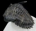 Flying Hollardops Trilobite - Great Eyes #36849-1